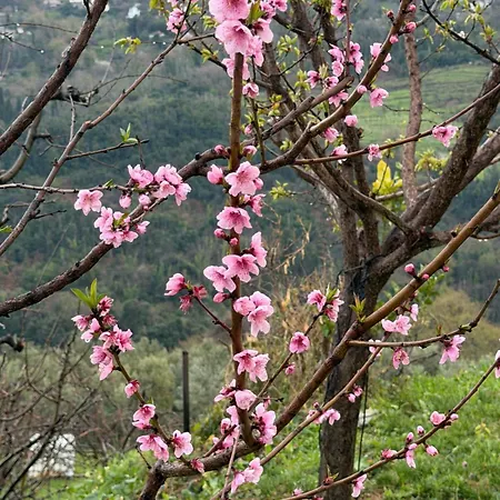 Apartmán Apple Orchard Pelion
